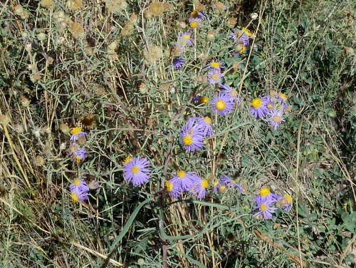 GDMBR: Purple Daisies are always a late season flower and a pleasure to see.